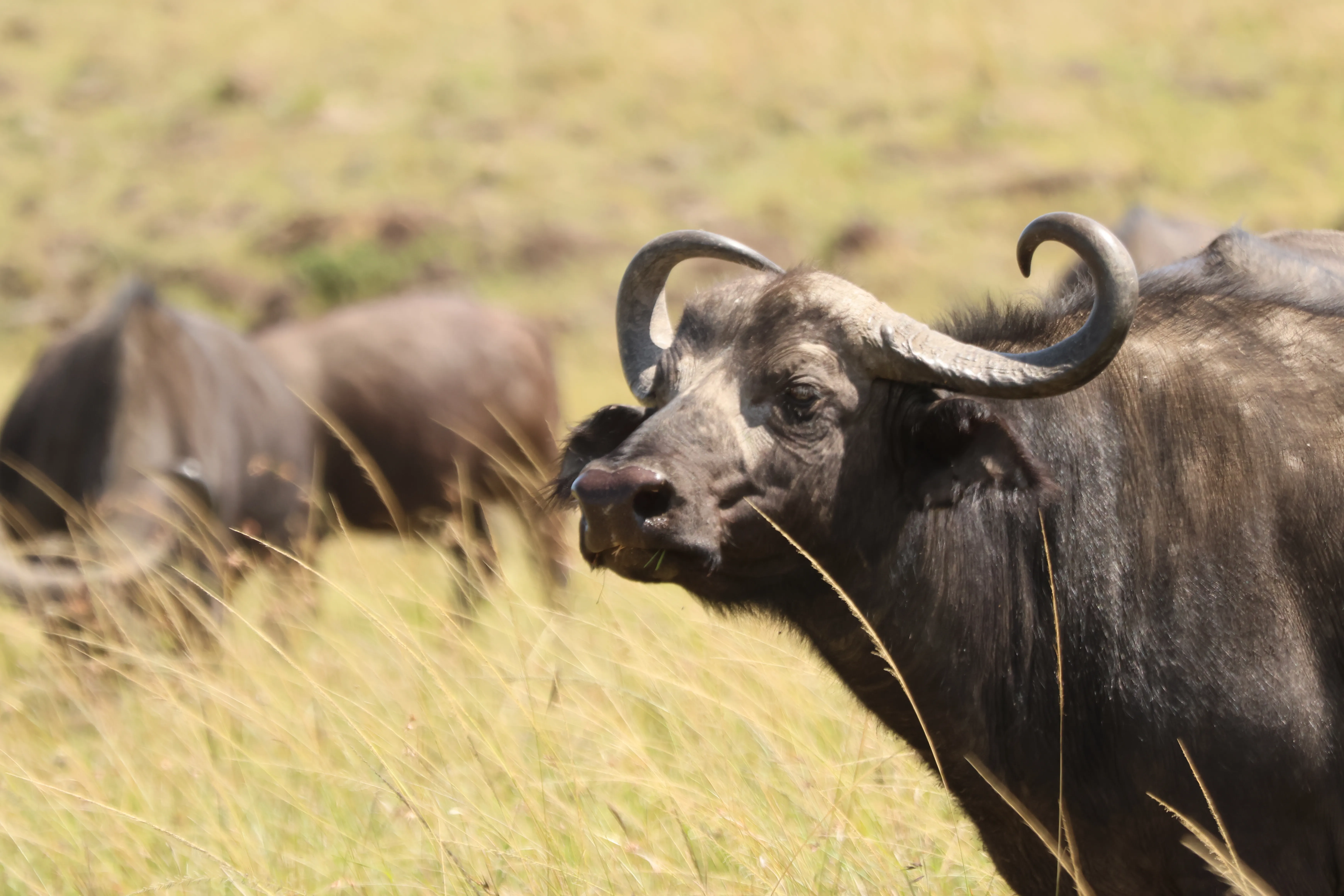 Cape buffalo bull staring directly at the camera, horns sweeping into a perfect curl, herd blurred behind
