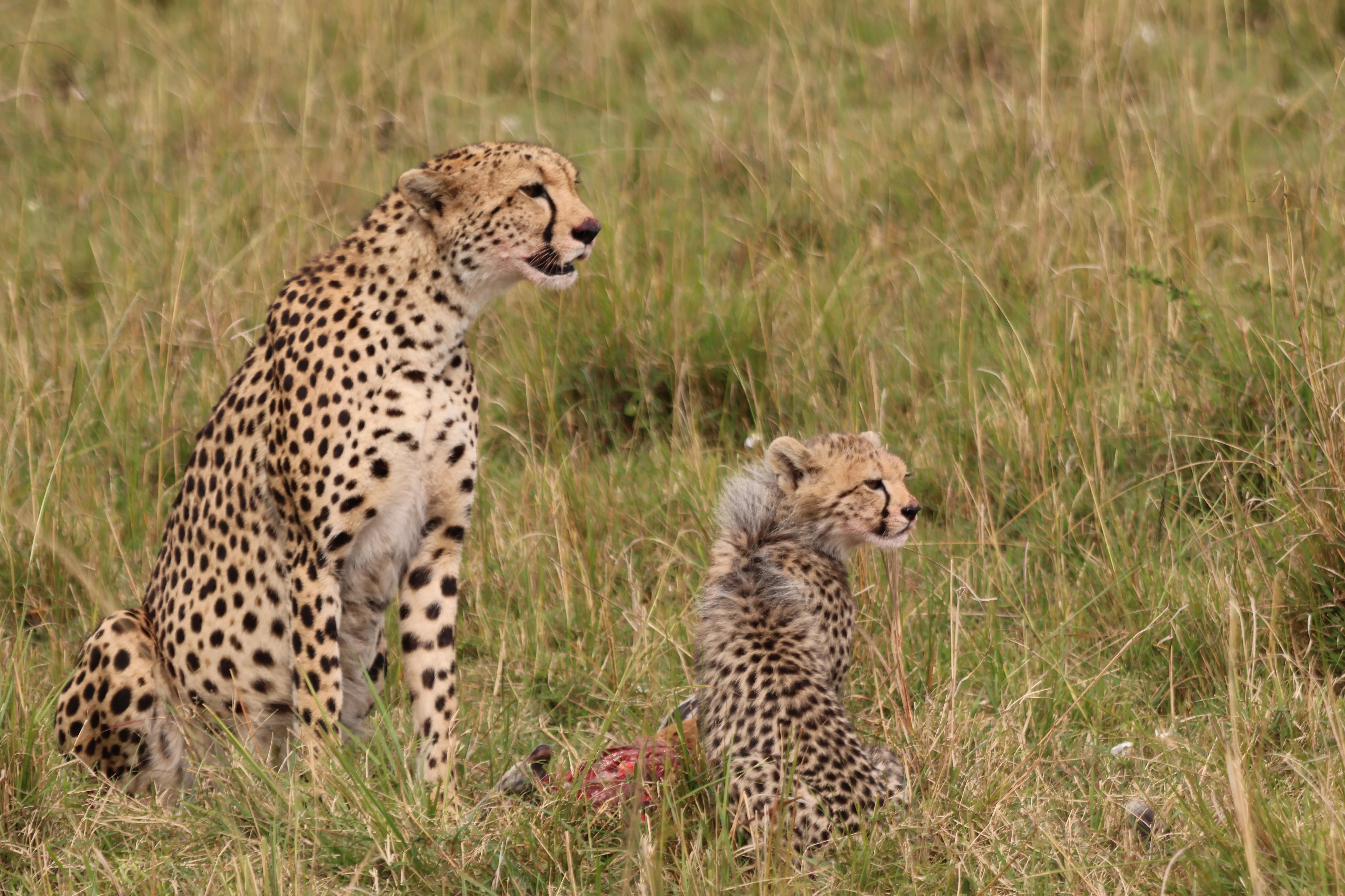 Cheetah mother and her cub sitting upright in tall grass beside the remains of a fresh kill
