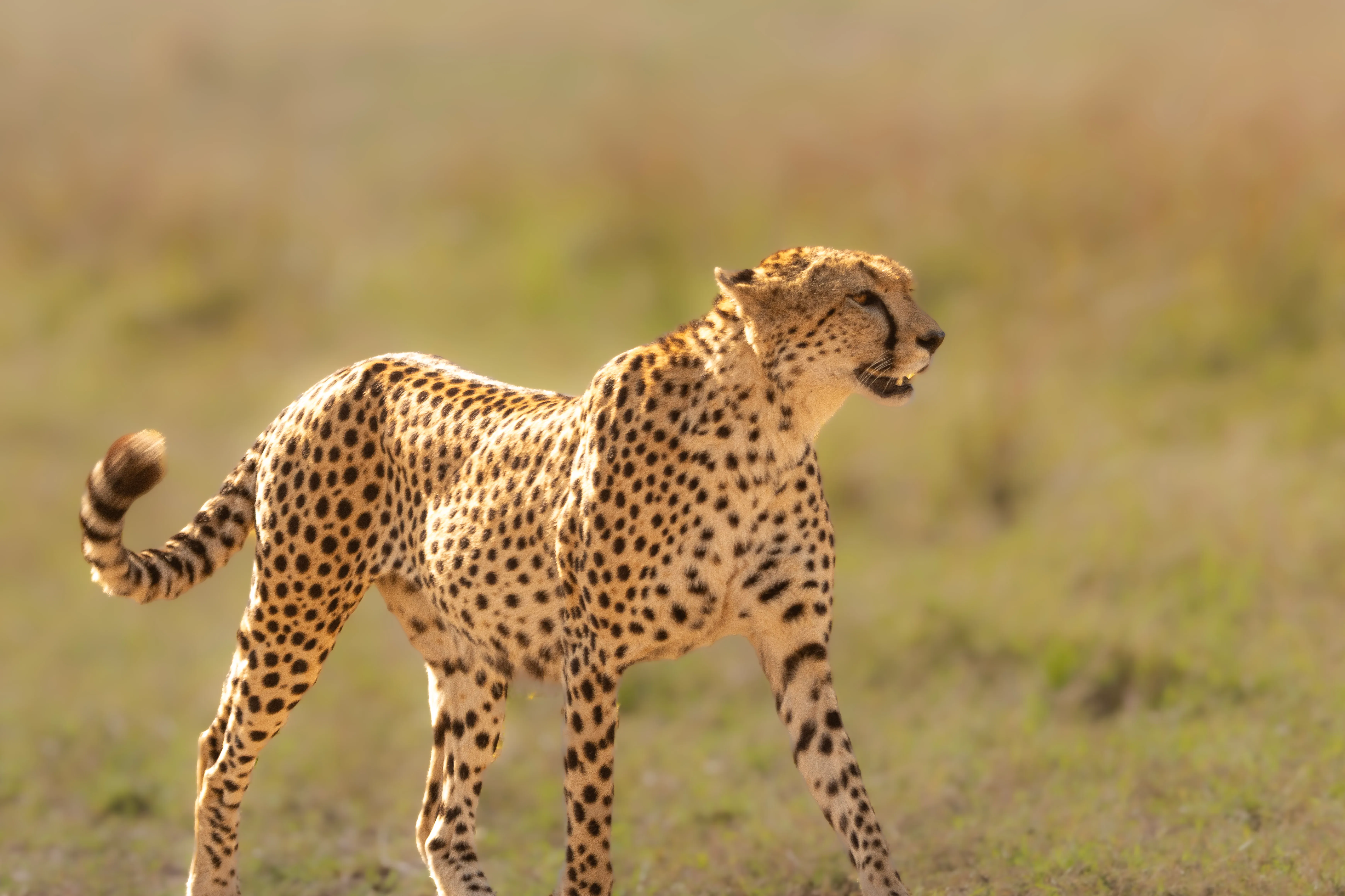 Cheetah walking across short grass in golden afternoon light, tail out for balance, eyes locked ahead