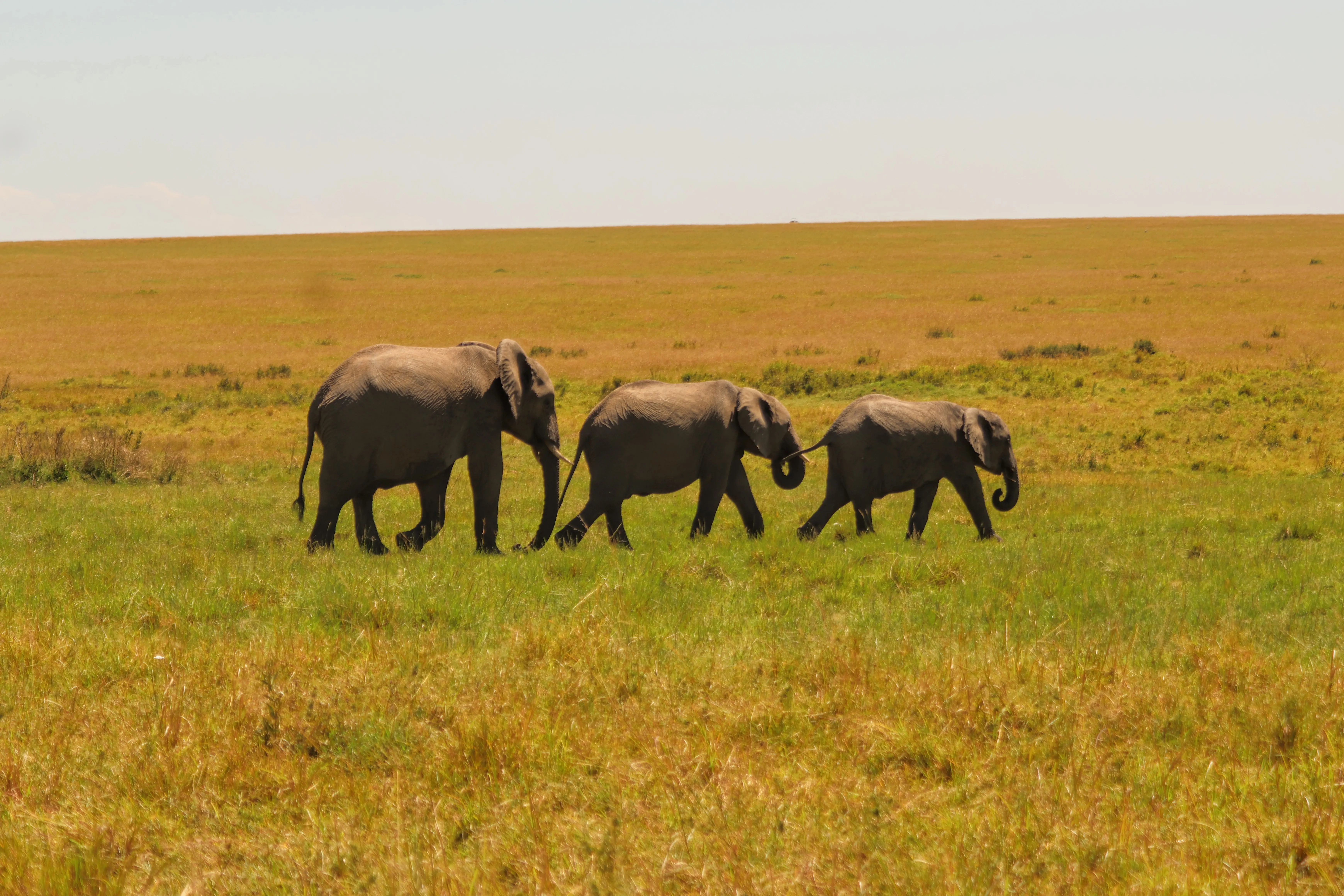 Three elephants — adult and two calves of decreasing size — walking single-file across the open Mara plain