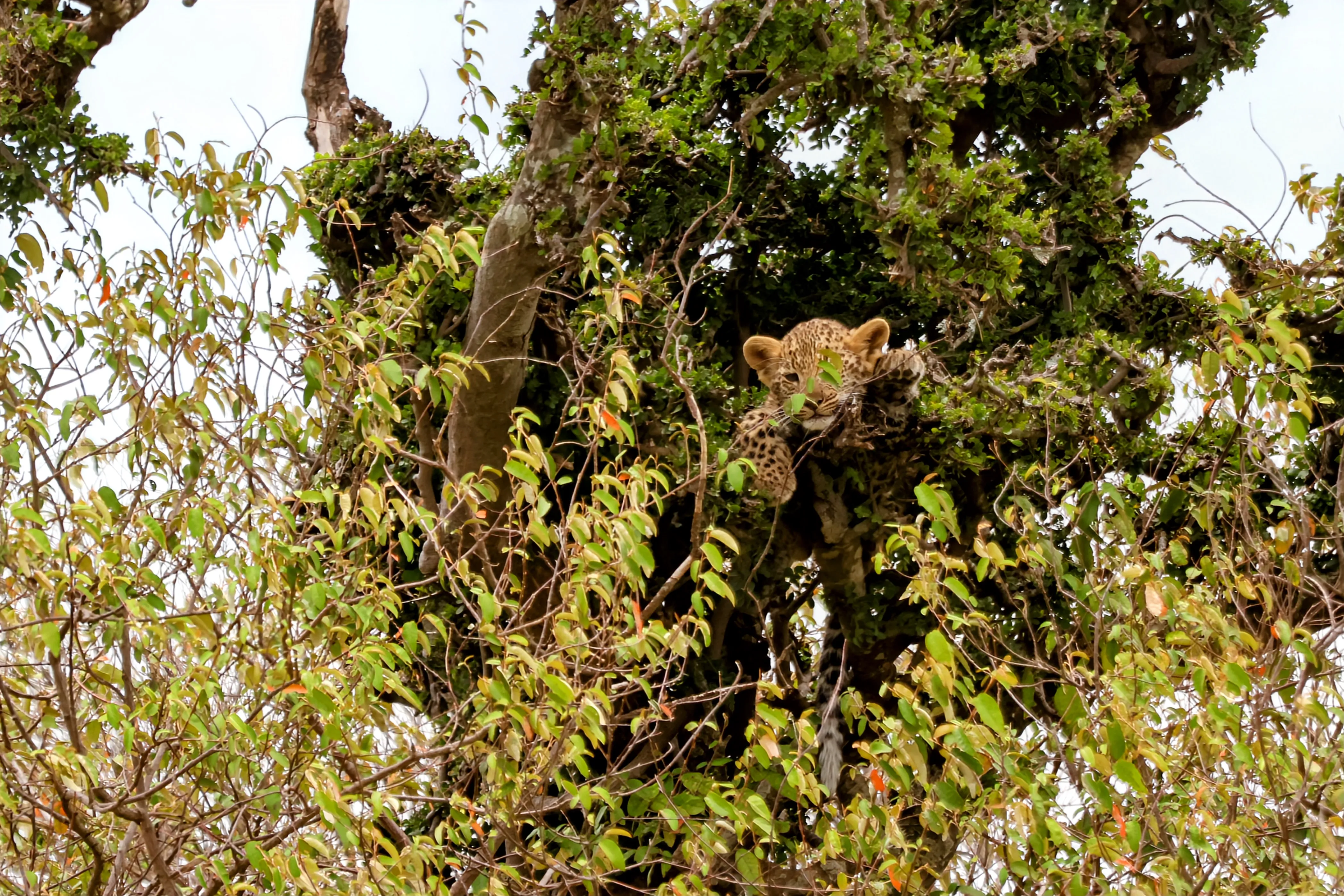 Leopardess cub partially hidden in the dense canopy of a fig tree, only the face and one paw visible through the leaves