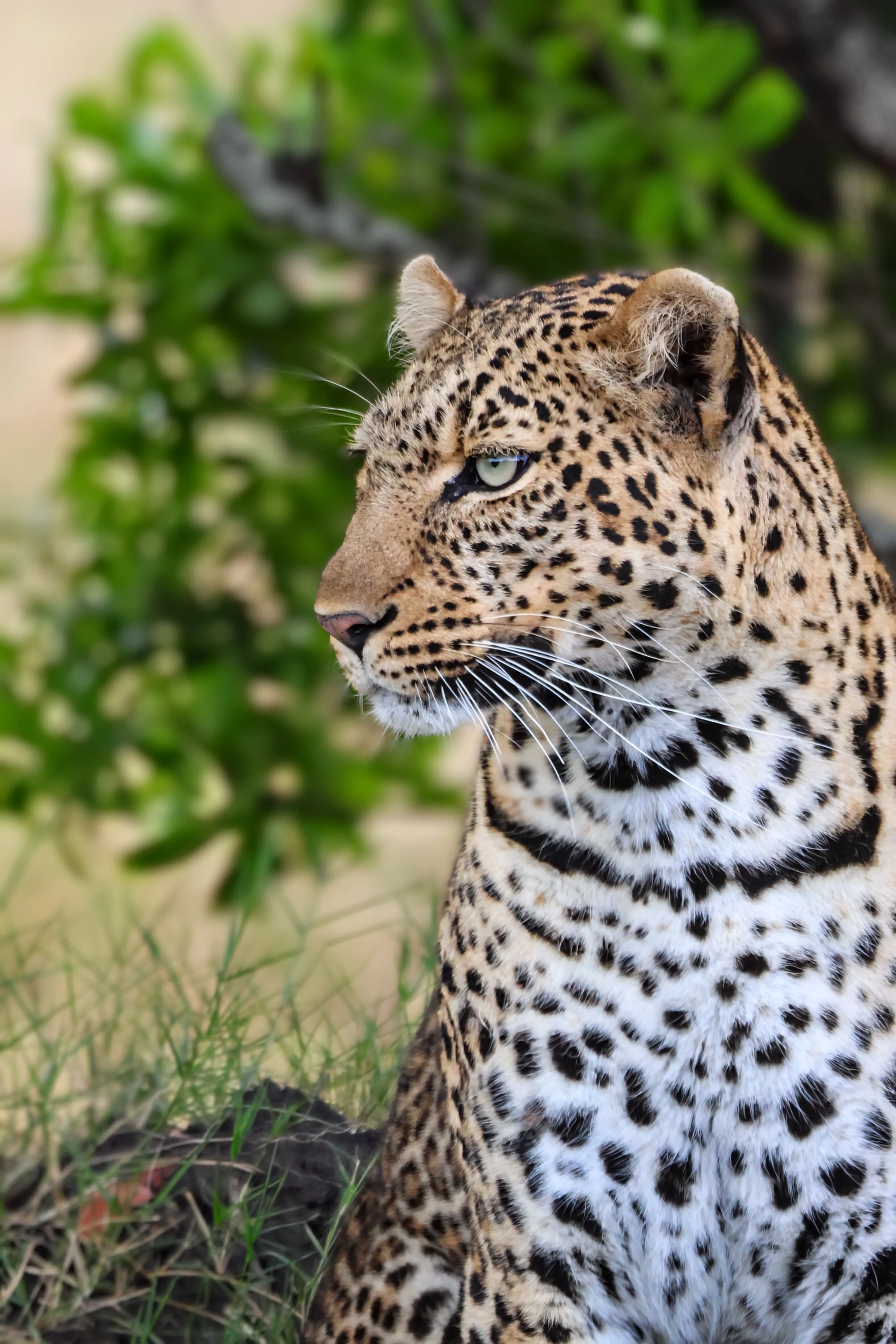 Leopard portrait in soft shade, Mara North conservancy, Kenya