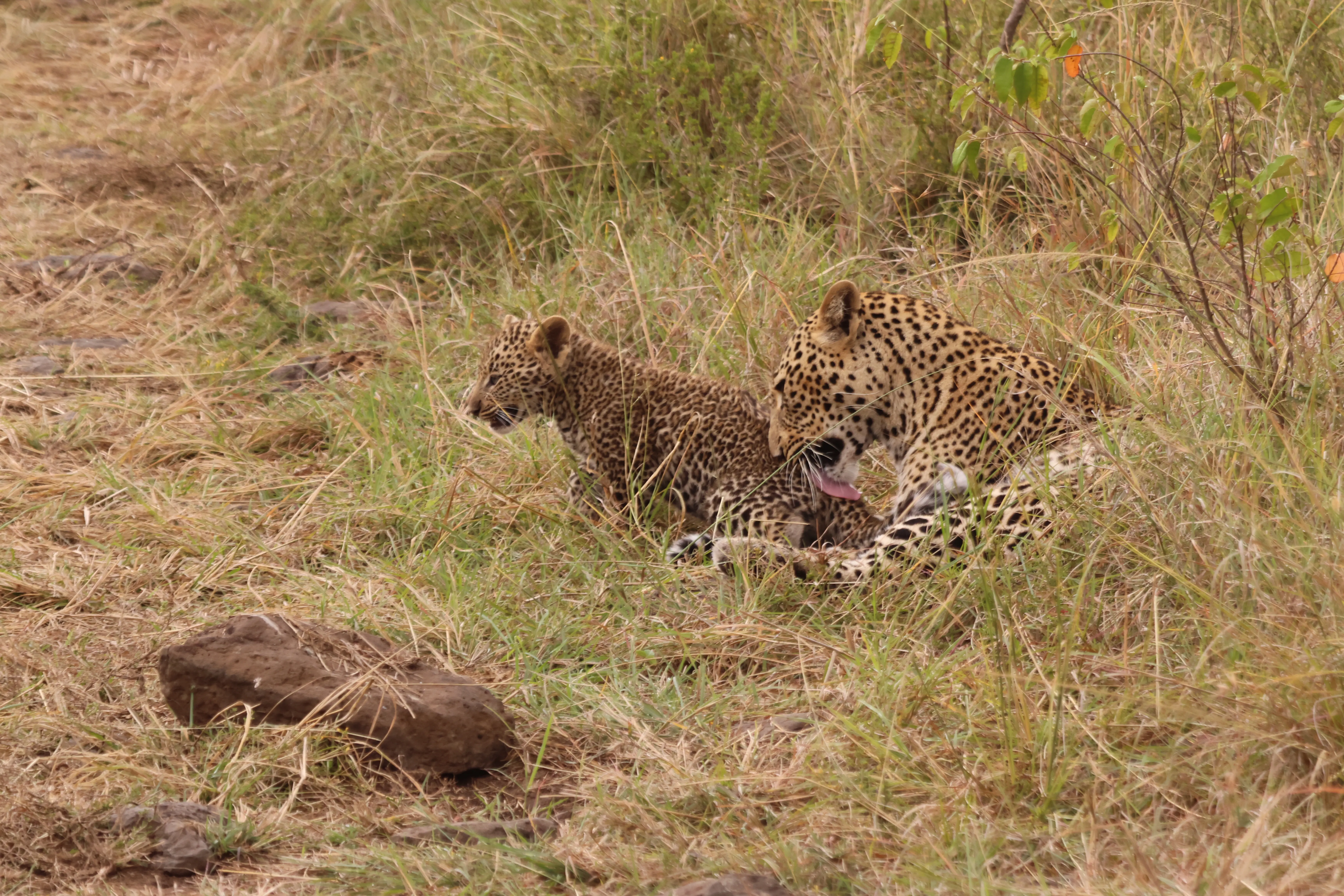 Leopardess lying in the grass grooming her cub, both relaxed, no other vehicles in the frame