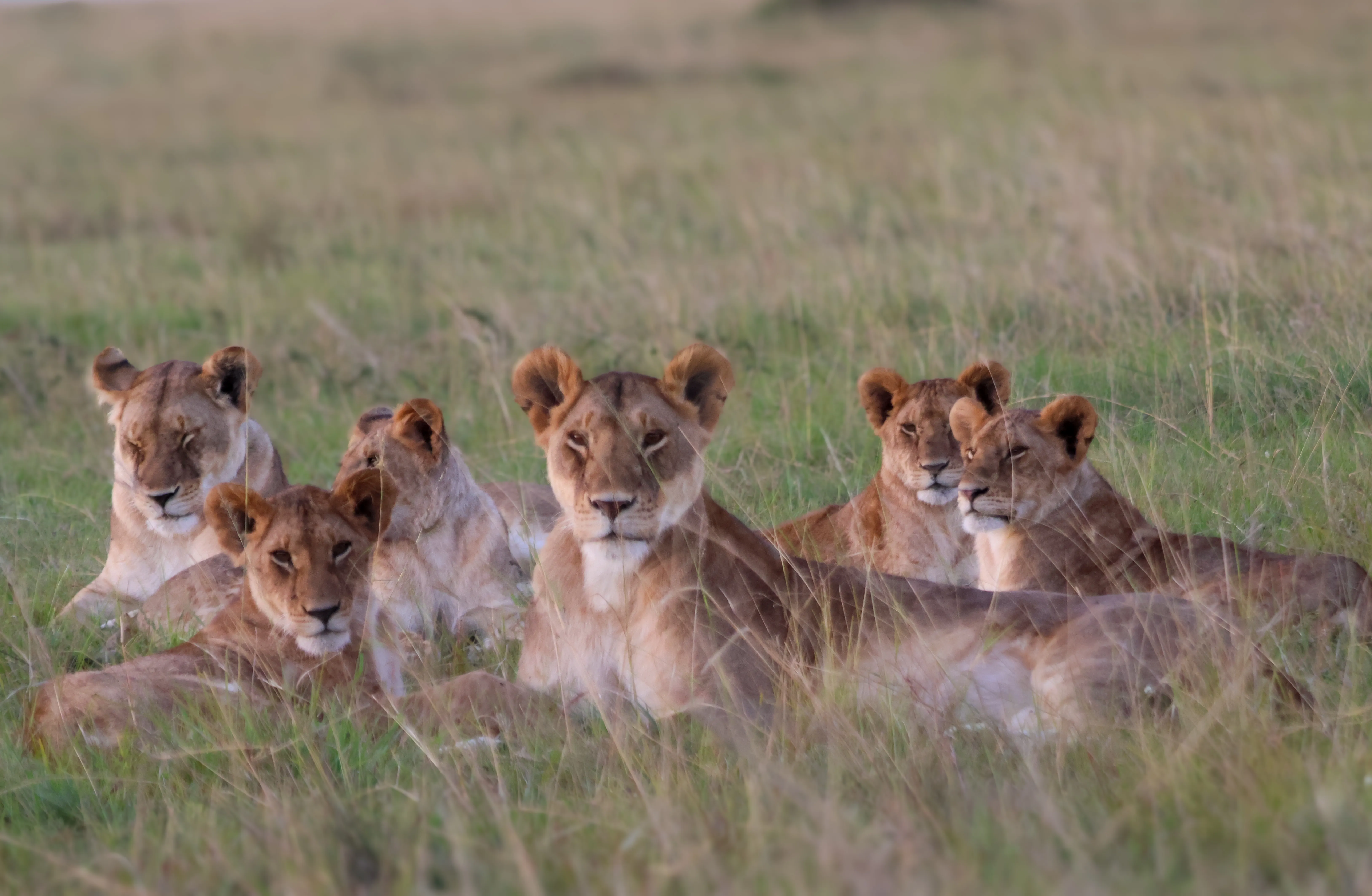 Six lions — lionesses and sub-adults — resting together in the long grass, all looking in the same direction