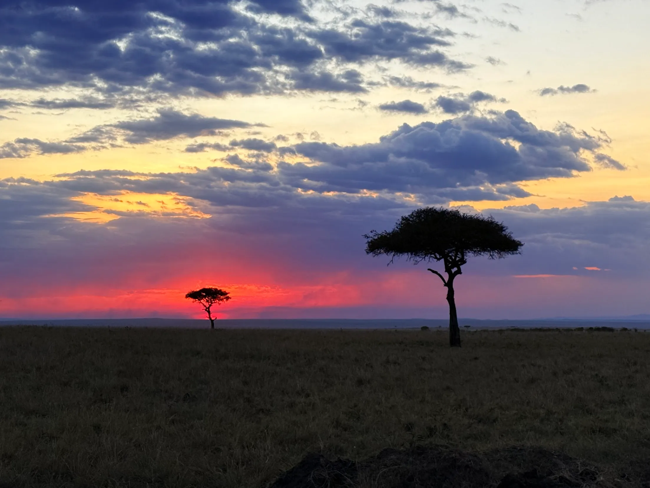 Two acacia trees silhouetted against a violent pink and orange Mara sunset, storm clouds above
